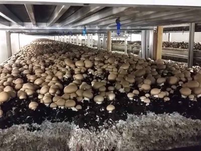 蘑菇是如何种植的