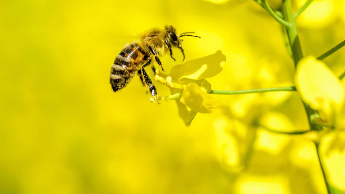 Canola-and-bees