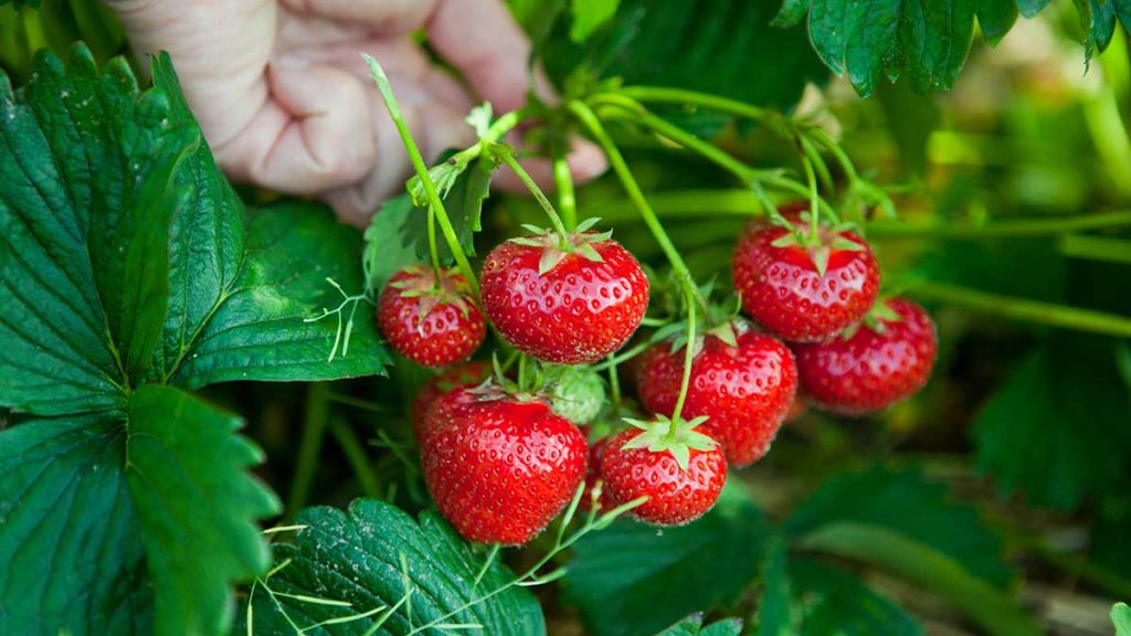 草莓是怎样生长的?