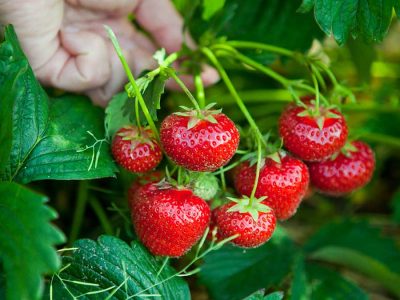 草莓是怎样生长的