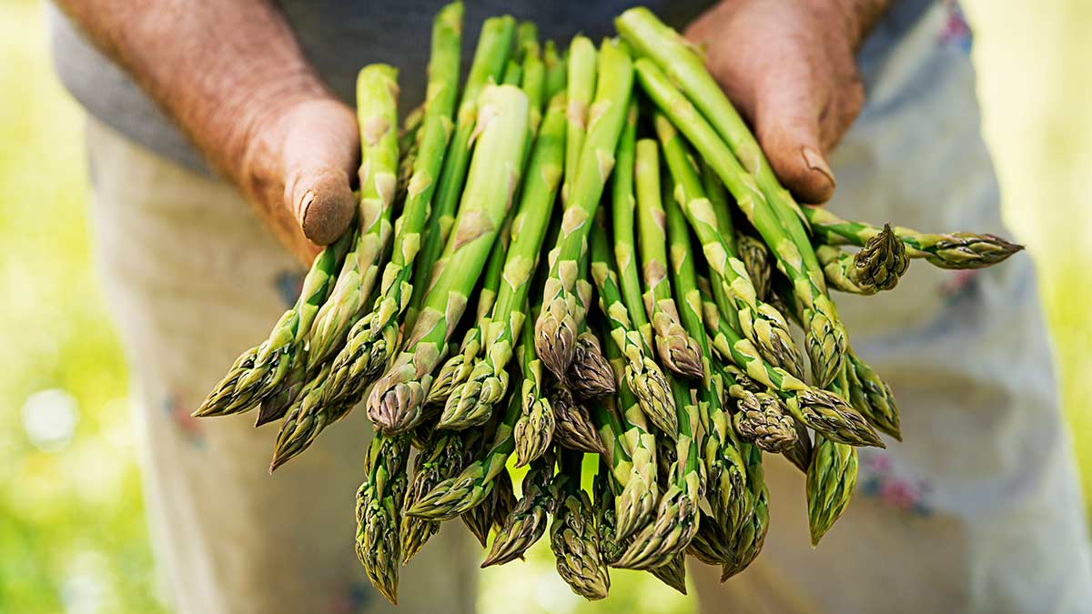 how-to-pick-asparagus