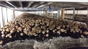 蘑菇是如何种植的