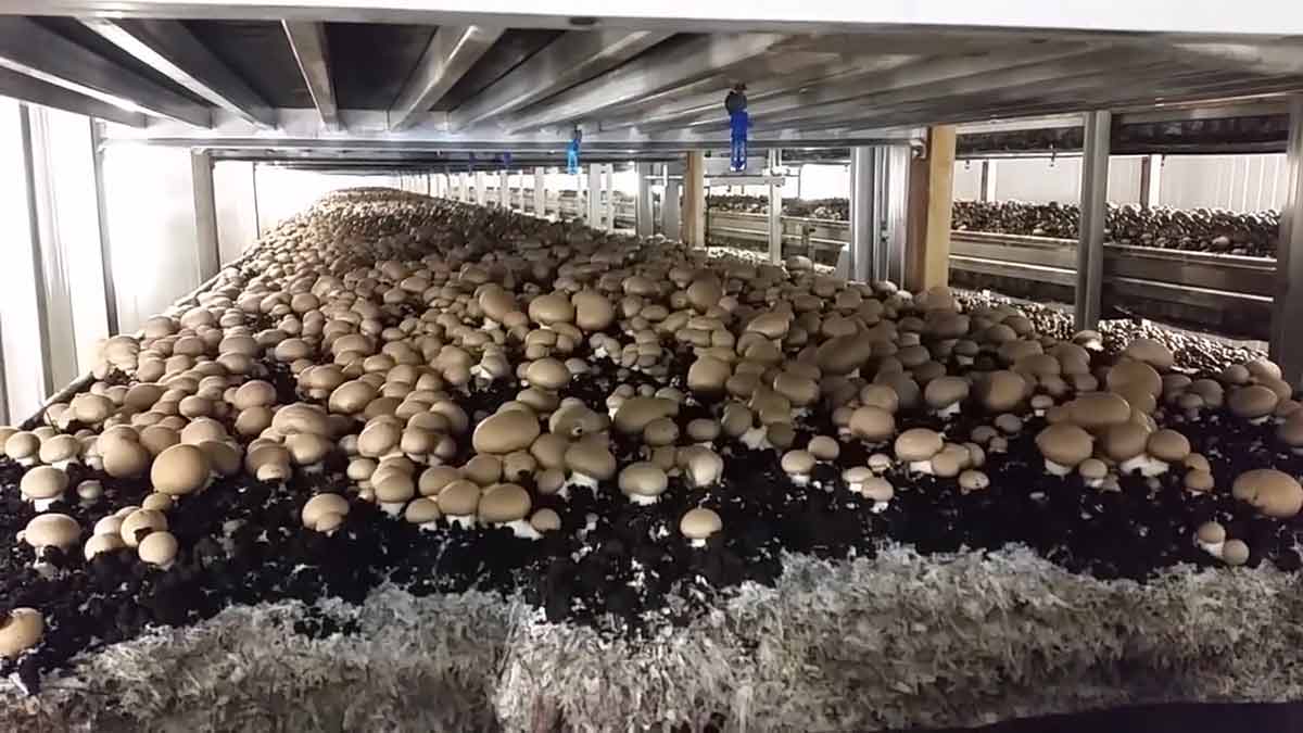 how-mushrooms-are-grown