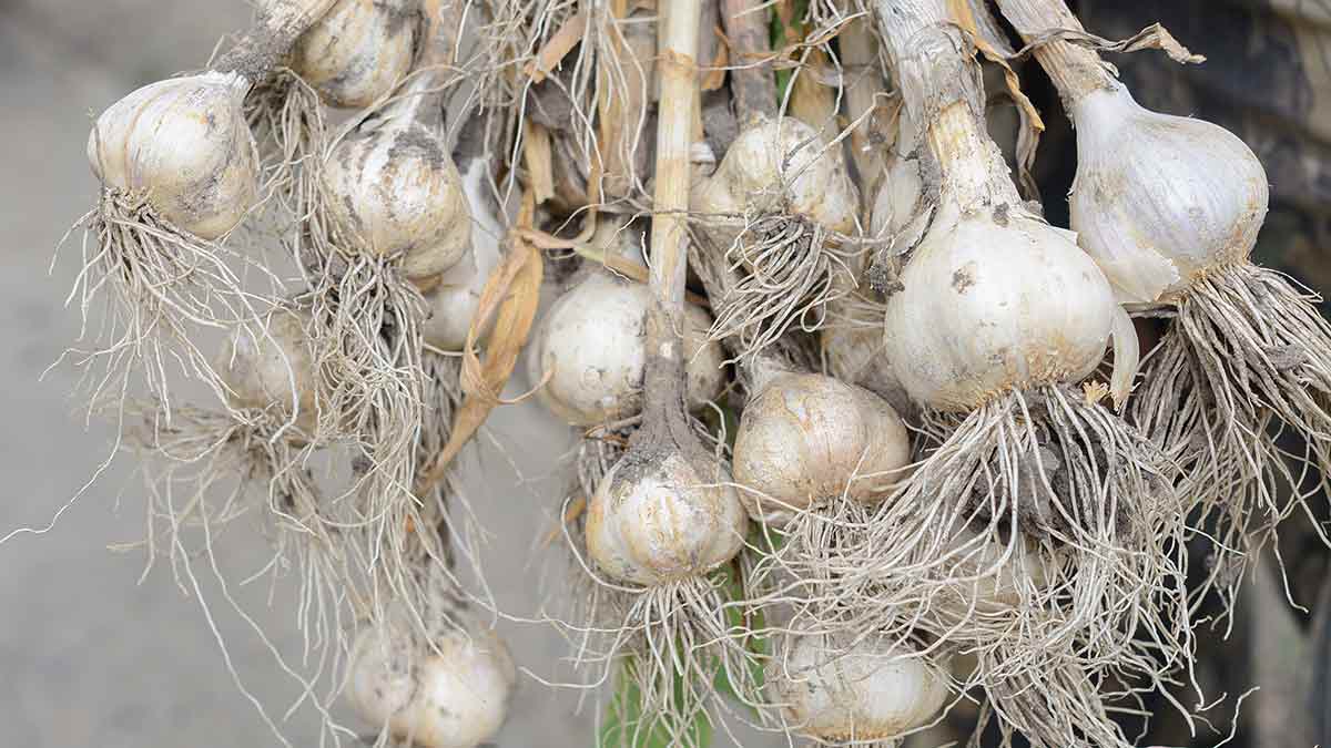 harvesting-garlic