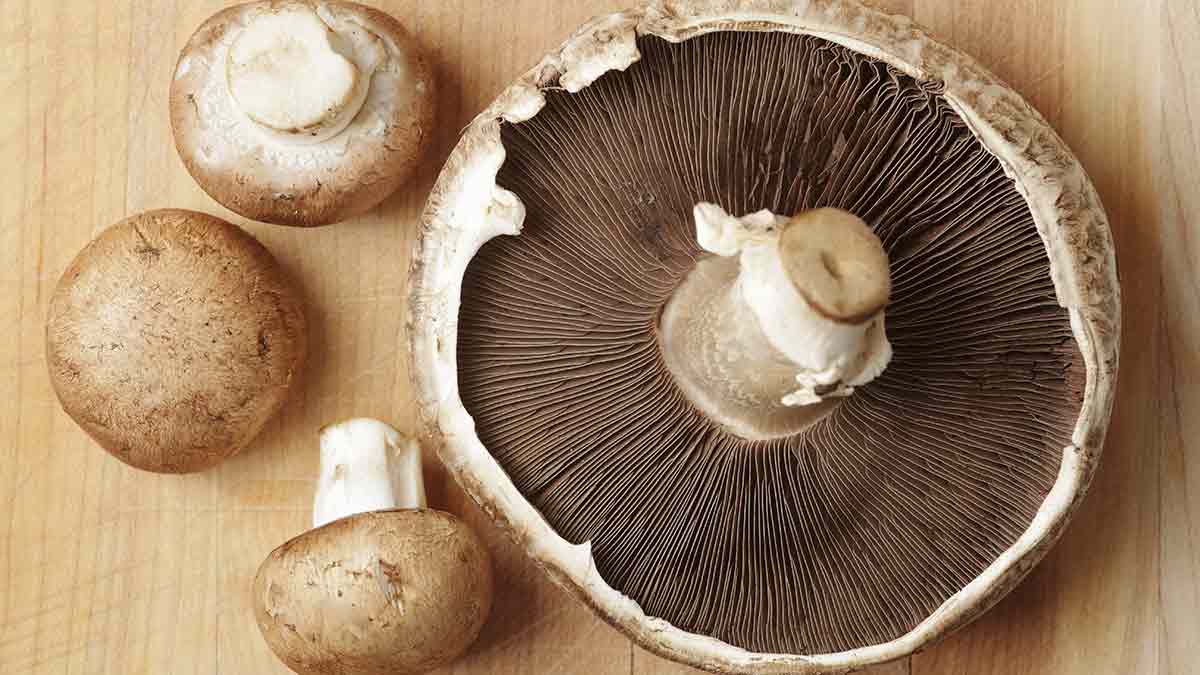 的蘑菇