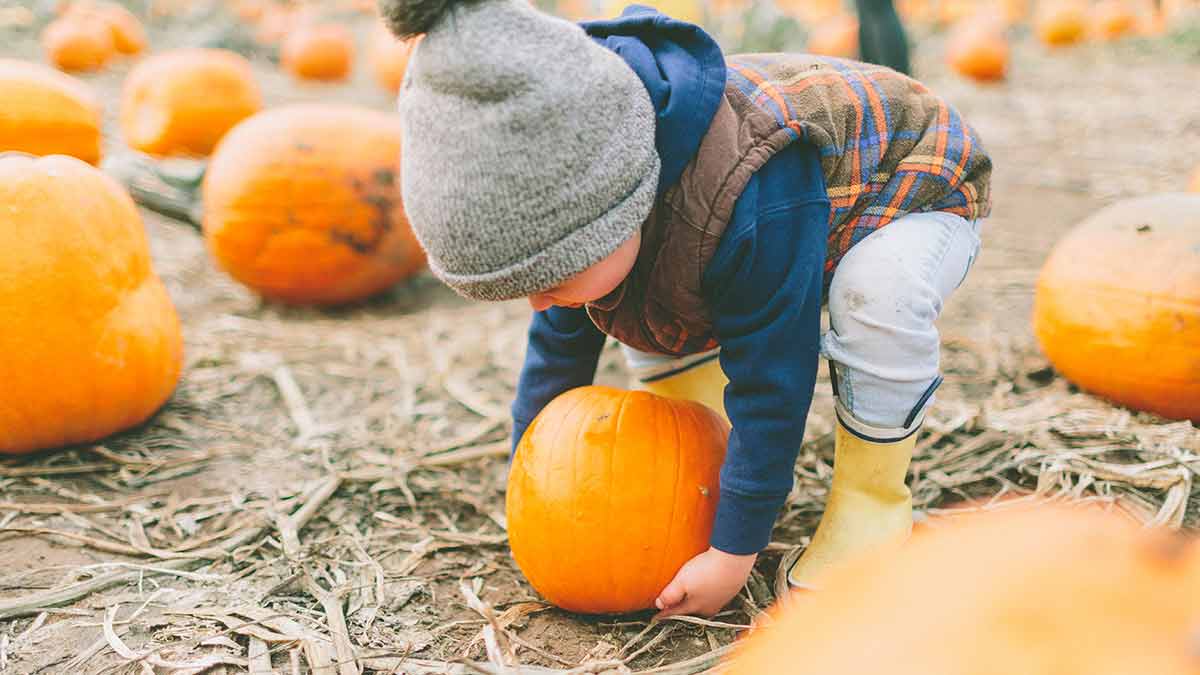 pumpkin-picking