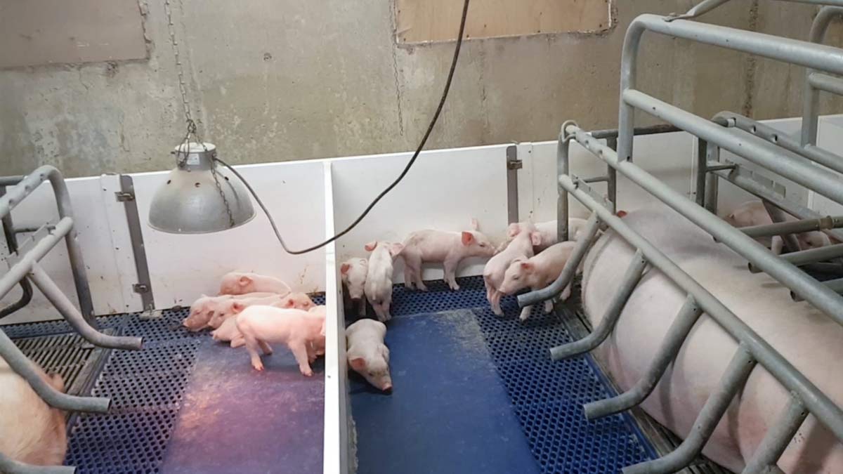 pigs-farrowing-crate