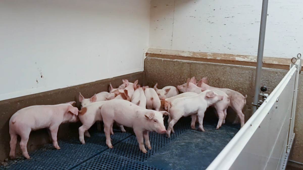 pigs-nursery-barn