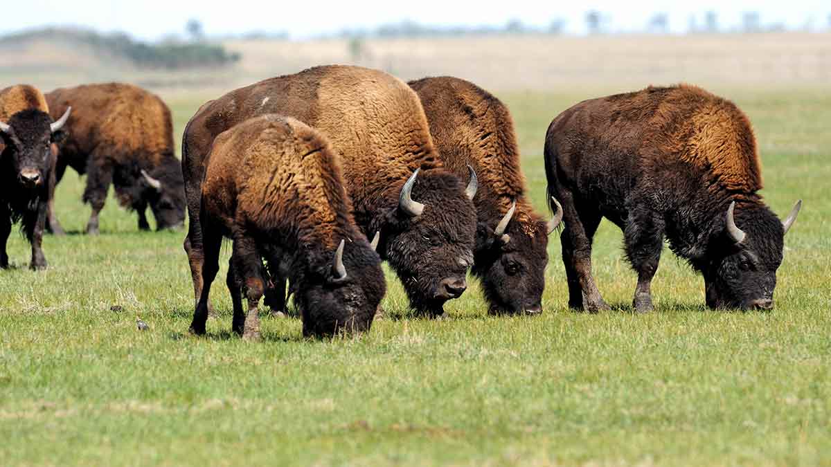 grazing-bison