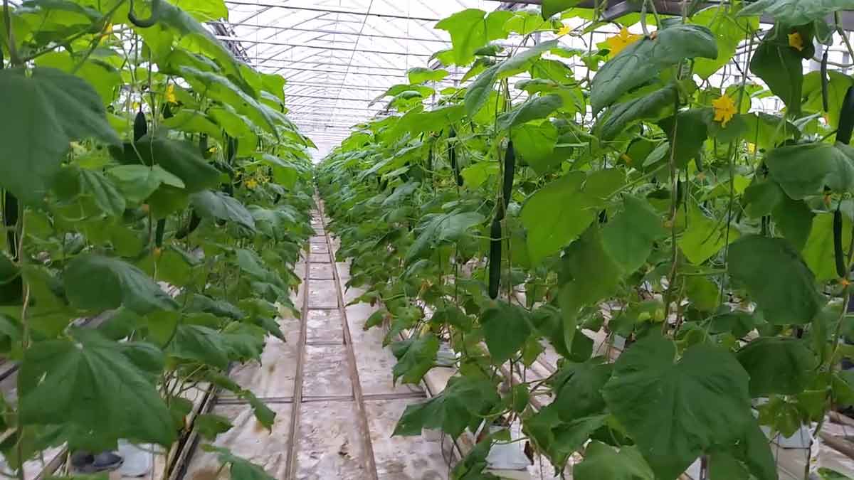 greenhouse-grown-cucumbers