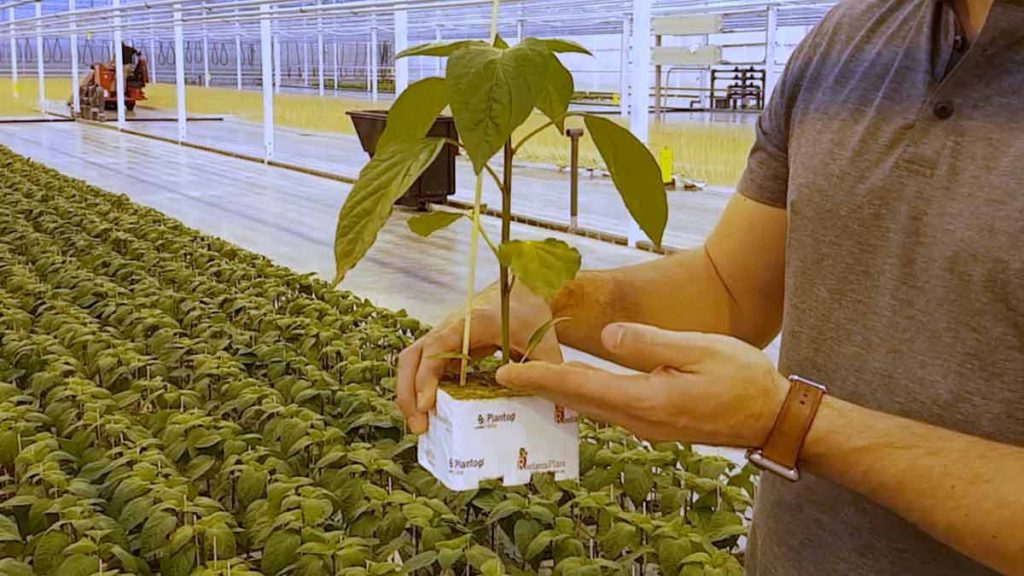 greenhouse-pepper-plant