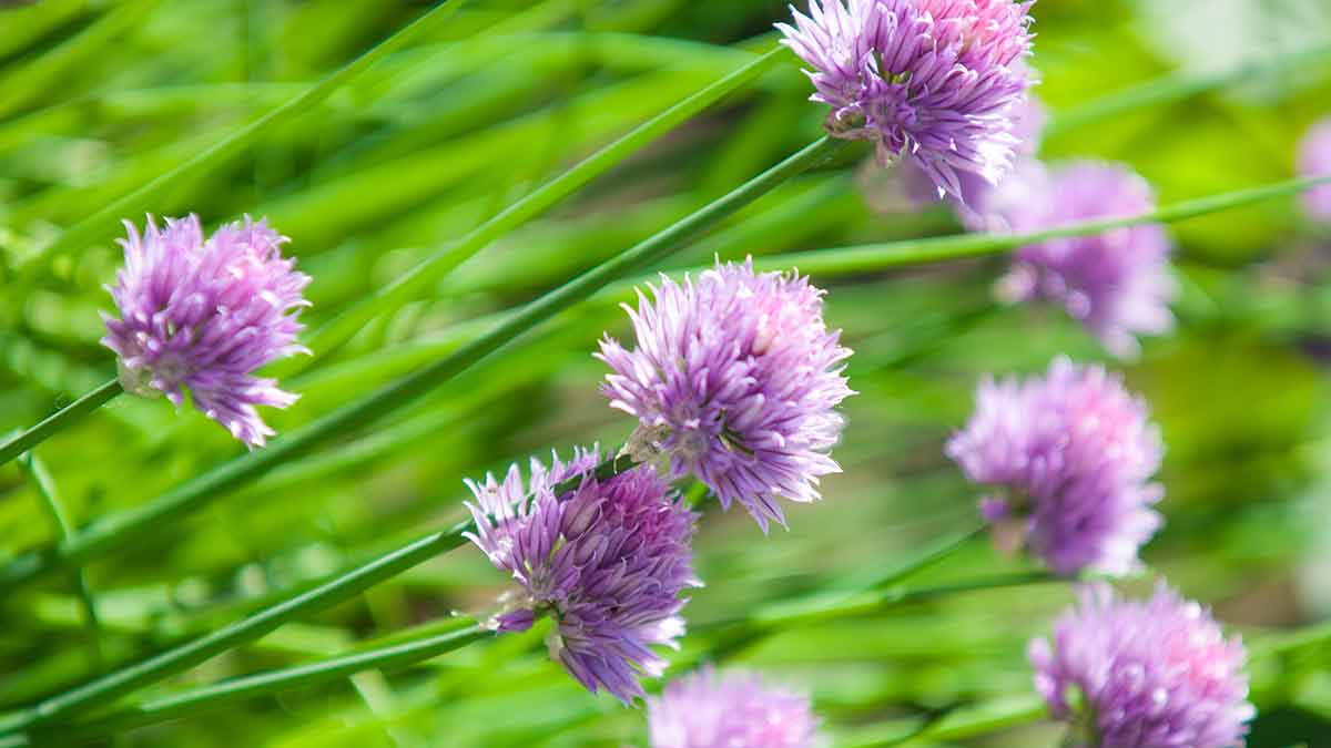 chives-with-flowers
