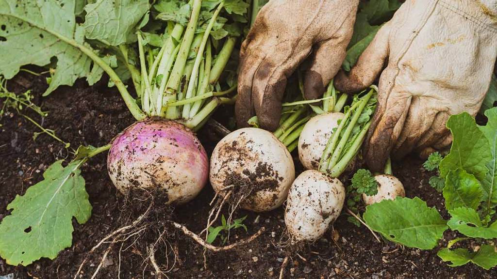 turnip-garden
