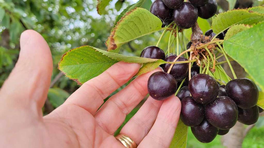 Cherries-small-overripe-on-trees